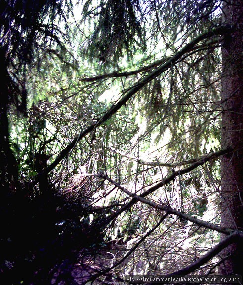 Conifers in an arboretum