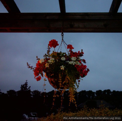 An outdoor hanging basket at dusk