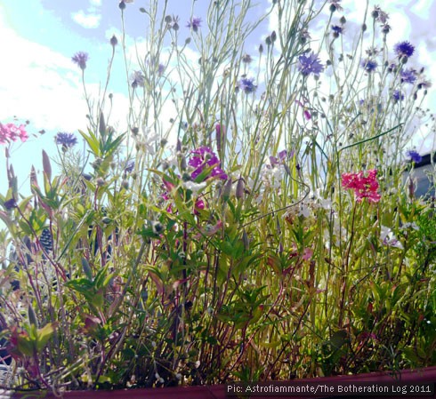 Wildflowers in bloom against a blue sky