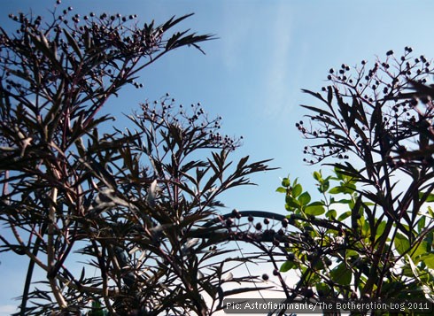 Plant with dark purple leaves, stems and berries