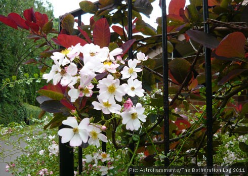 Wild rose flowers growing through railings