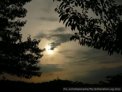 Sunset seen through tree branches