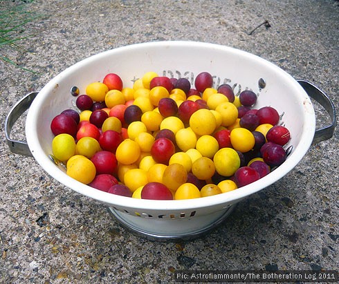 Plums and damsons in a colander