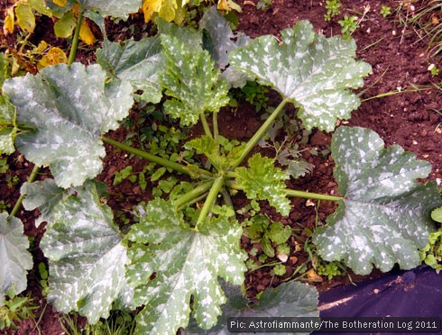 Courgette plant seen from above