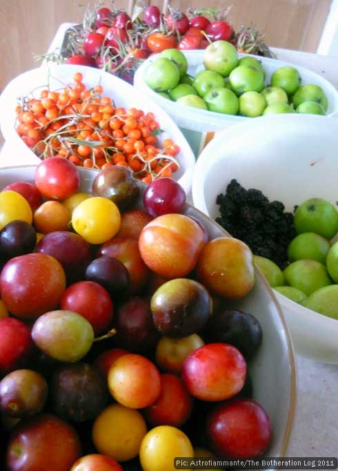 Pots of foraged fruit