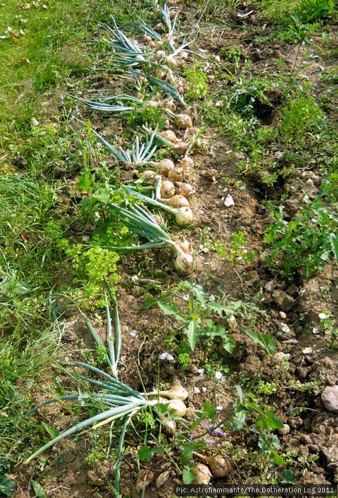 Allotment onions lifted and left to dry on the ground