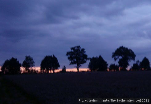 Hedge line at sunset - twilight