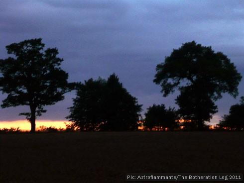 Trees on the skyline at sunset - twilight