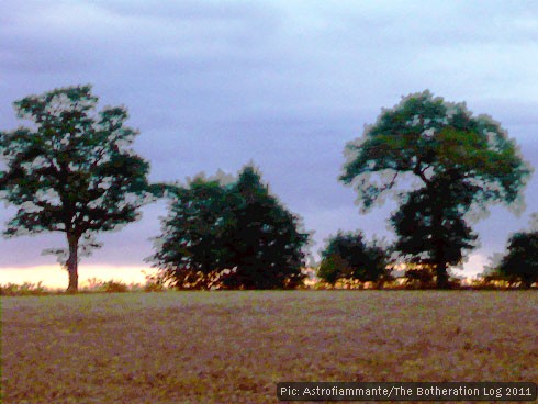 Trees on the skyline at sunset - light