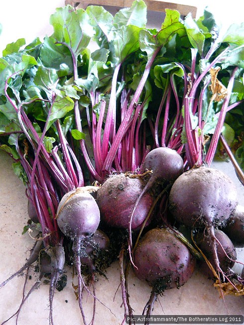 A bunch of fresh, allotment-grown beets