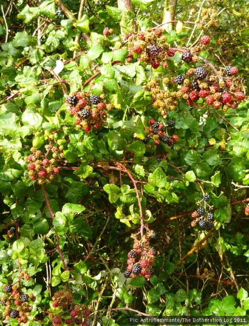 Ripe blackberries on the bush