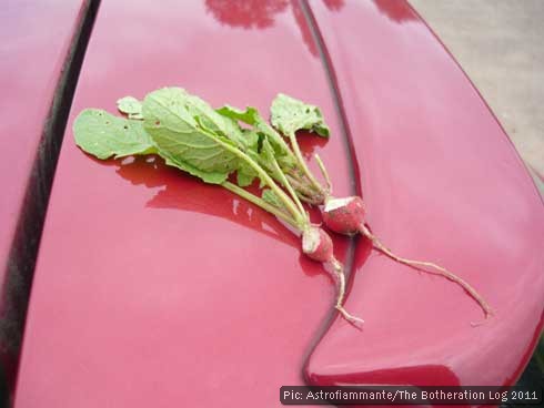 Two gnawed radishes on a car roof
