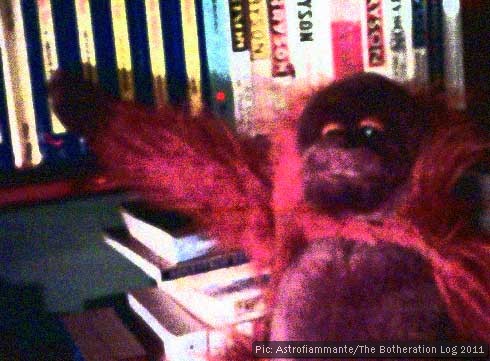 Toy orang-utan with bookshelves