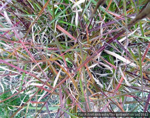 A type of garden-friendly reed in autumn colours