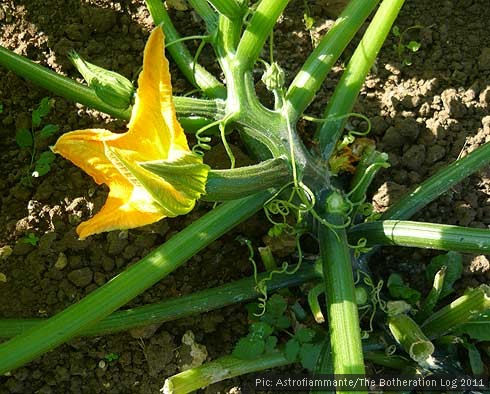 Female courgette flower with developing fruit