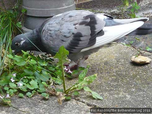 Homing pigeon pecking on ground for food