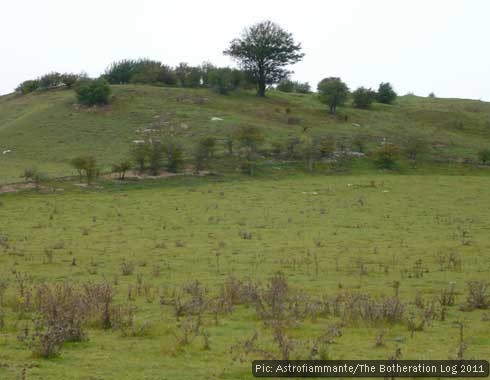 View of a tree-girded hillfort above a field used for grazing