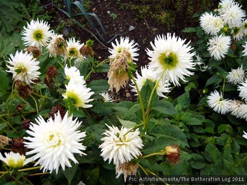 White dahlias growing on an allotment