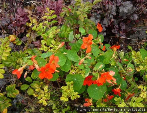 Nasturtiums growing through Rugosa roses.