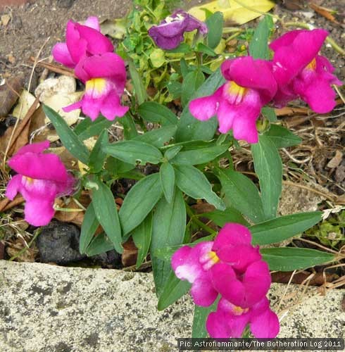 Late-blooming self-seeded antirrhinum