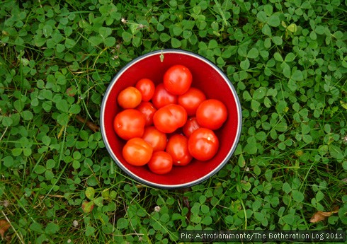 Red bowl with tomatoes in green clover patch