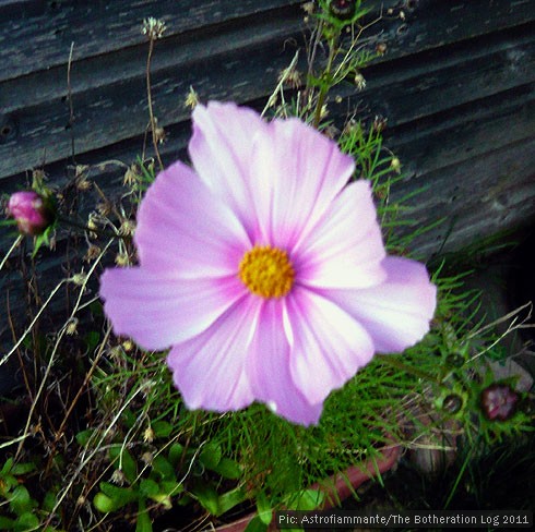 Pink wild flower blooming late in the year