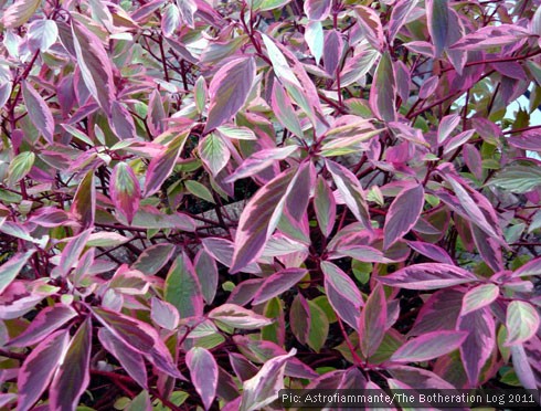 Dogwood with autumnal pink leaves