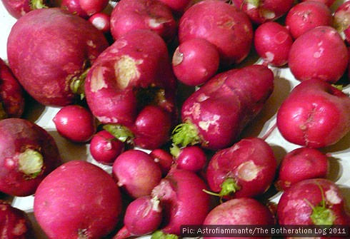 A collection of trimmed and washed radishes