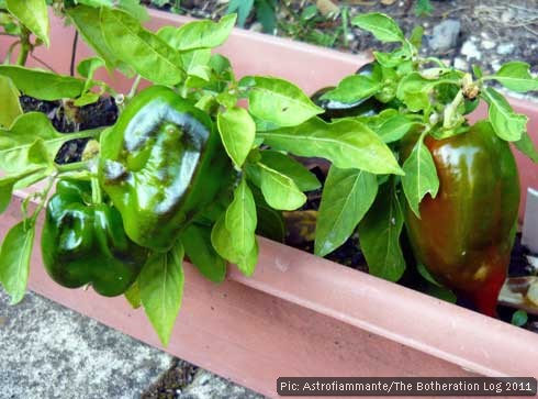 Home-grown peppers ripening on the plant