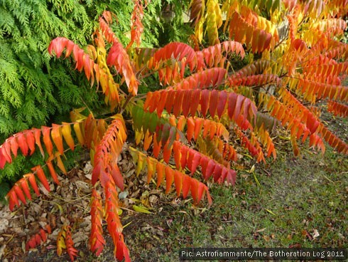 Red- and orange-leaved deciduous shrubs planted next to evergreens