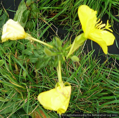 Self-seeded Evening Primrose growing on an allotment