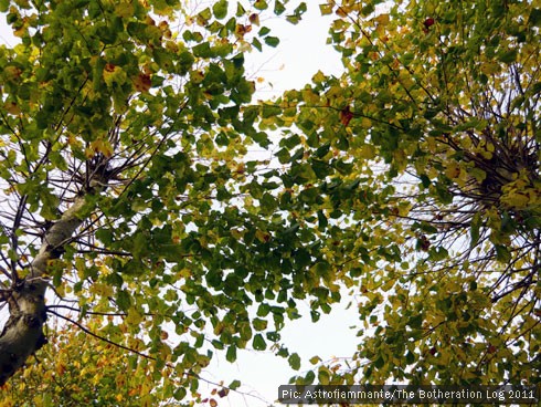 Leaves in the tree canopy turning yellow and brown before falling