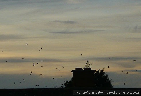 A clamour of rooks circling rooftops before roosting