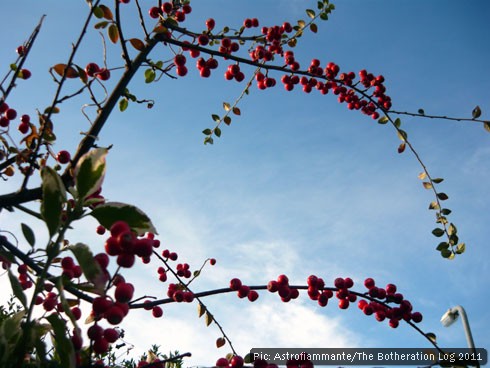 Red-orange berries on a decorative winter bush