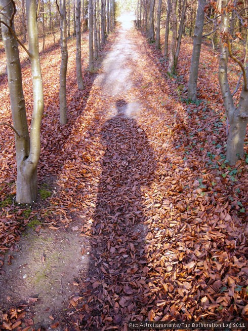 A shadow of a person stretching along the leafy floor of an avenue of trees