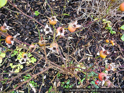 Brighly-coloured hips on a bare rose bush