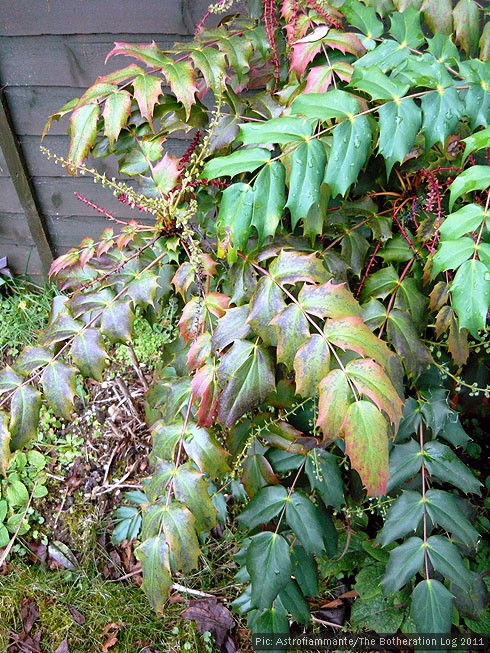 Mahonia japonica plant in winter
