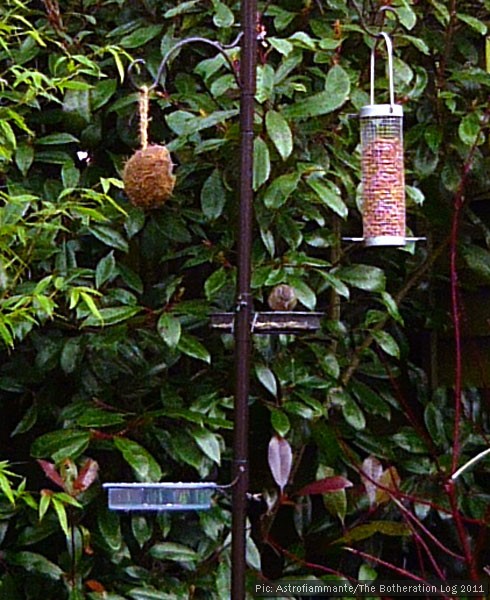 A sparrow on a bird feeder