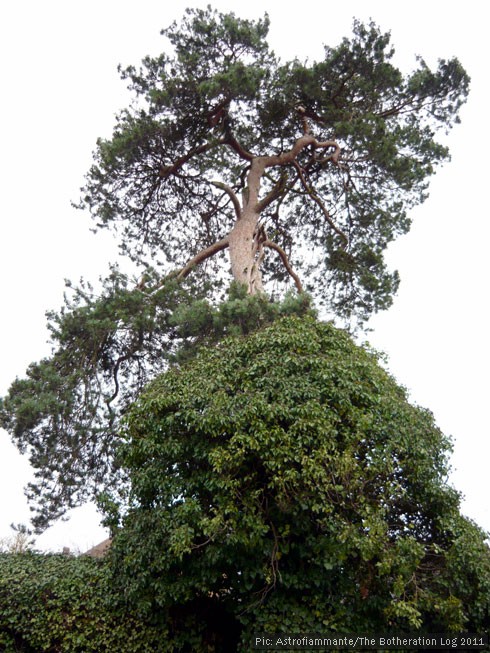 Evergreen tree supporting large ivy plant