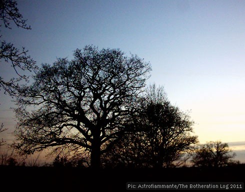 Trees silhouetted against evening sky
