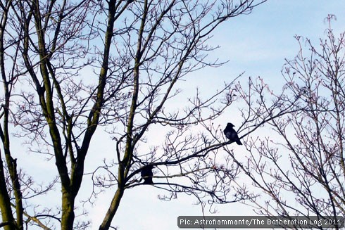 Members of the Corvidae bird family roosting in a tree