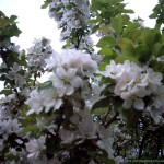 Blossom_03