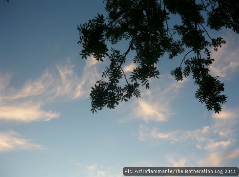 Tree branch in foreground of late-evening sky