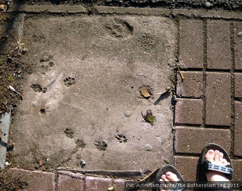 Animal footprints set in concrete next to a brick path