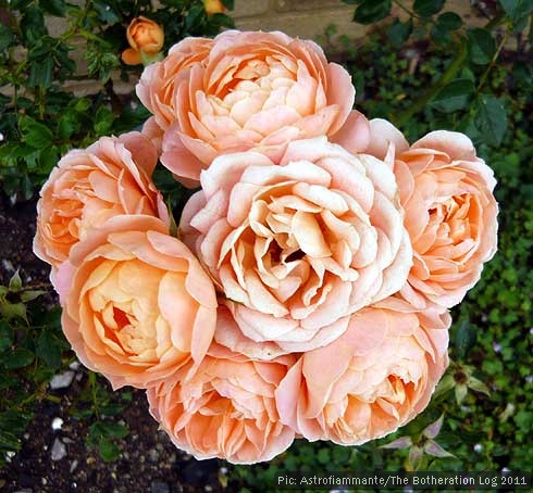 Cluster of tightly-furled rose blossoms on one stalk