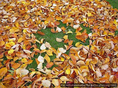 Autumn leaves almost covering a patch of grass