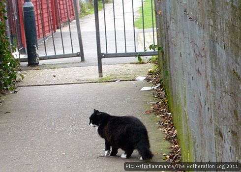 Black and white cat crossing a covered pedestrian walkway