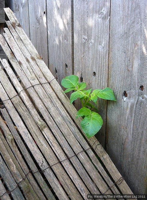 Potato shoot growing from covered compost heap