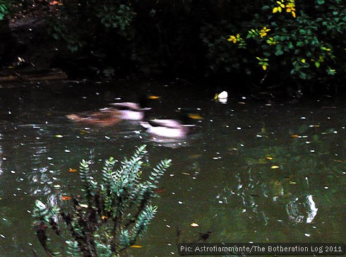 A still pond with three fast-moving ducks travelling through