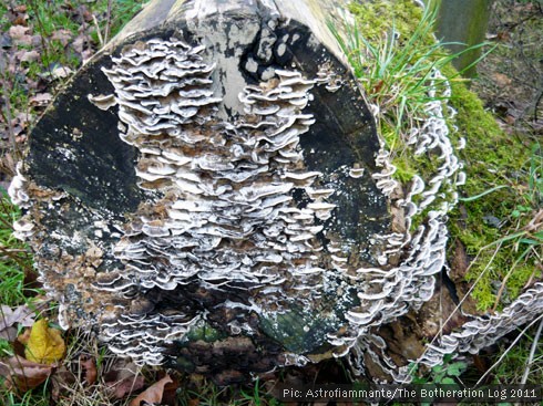 Bracket fungus sprouting on the end of a fallen log